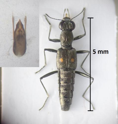 Stenus biguttatus